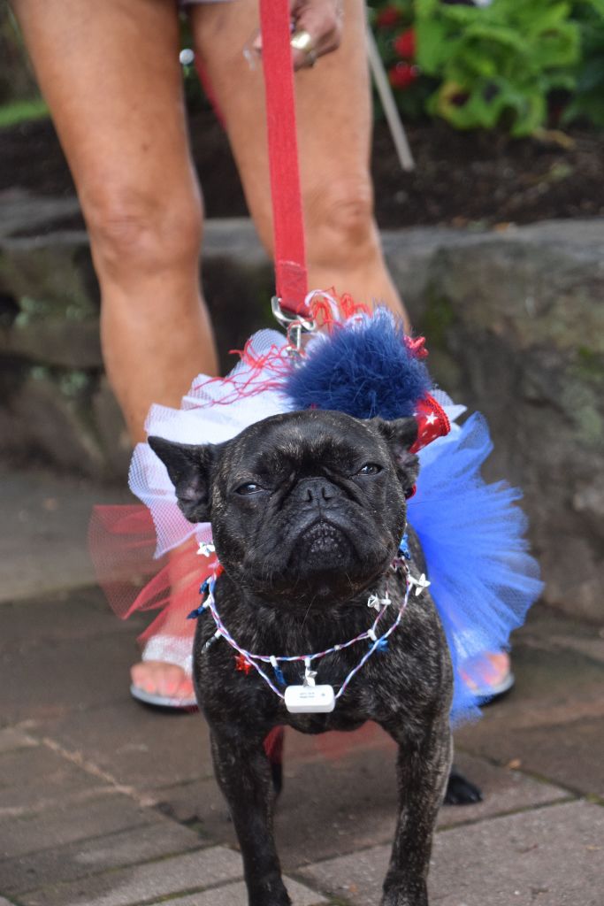 dog show 6-2019 004 (683x1024).jpg